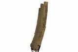 Fossil Triceratops Rib Section w/ Metal Stand - South Dakota #378507-4